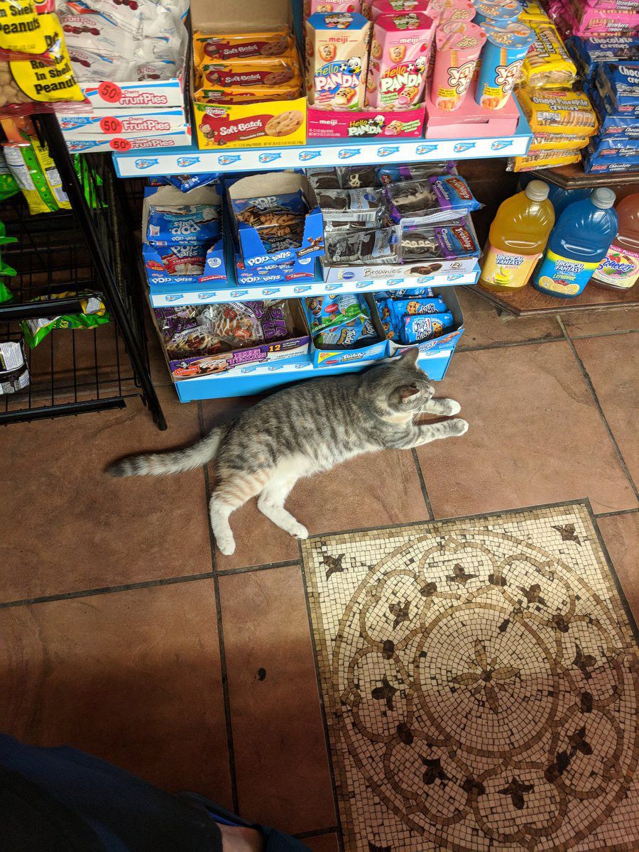 This bodega cat will help you make the best snack selection.<br>(Helst)